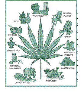 Marijuana Stocks—Modern Gold Rush or “Green Rush”
